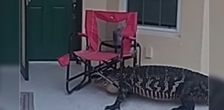 Florida alligator, alligator stuck in chair, Tortuga Florida, Lee County Sheriff’s Office