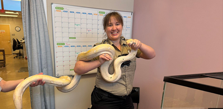 viral Reticulated python, Iowa snake, exotic pet laws, Cedar Rapids Animal Care, Illinois reptile relocation, Sir Hiss-a-Lot