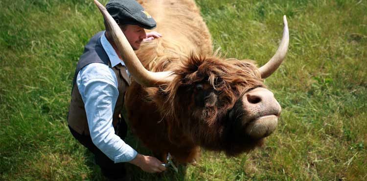 Dumble farm swaps milk for cow cuddles- VIRAL