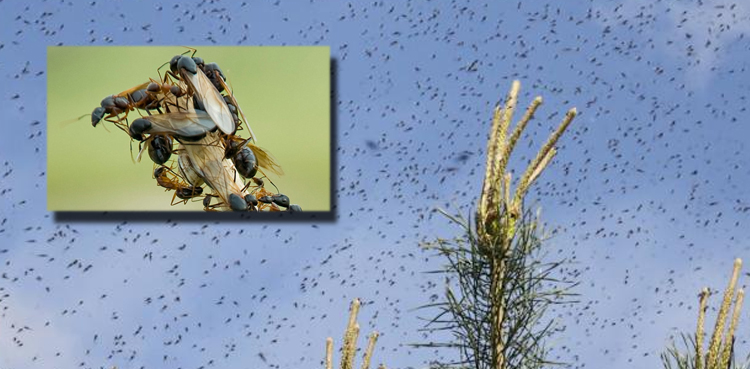 Flying Ant Day 2025, UK flying ants, ant swarms July 2025, Rentokil flying ants, alates mating flight