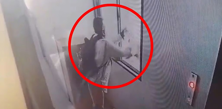 Mumbai animal cruelty, cat thrown from building, viral CCTV footage, Malvani incident