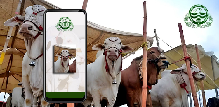 Punjab, e-Cattle Market App, Online Livestock Trading, Eid al-Adha Cattle Sale, PCMMDC, PITB