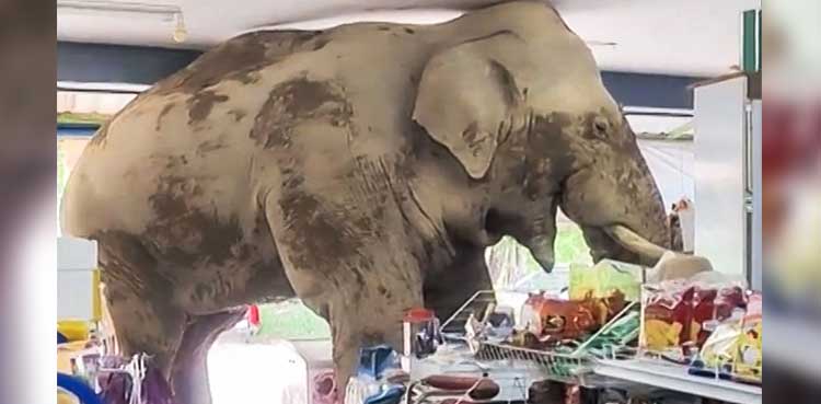 viral video, elephant, Plai Biang Lek, grocery store