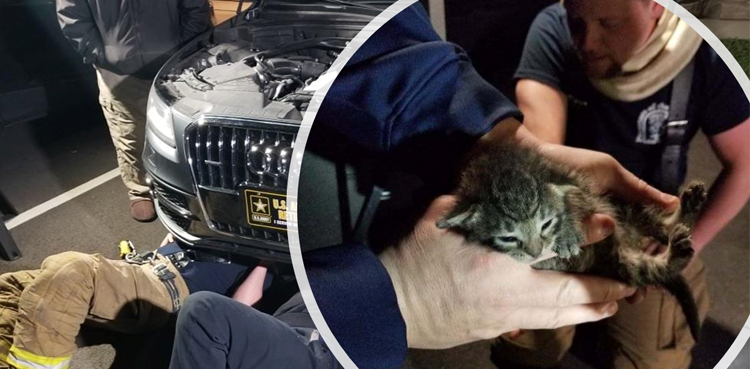 viral, kitten rescued from car engine, Alameda animal control, car engine safety, kitten rescue California