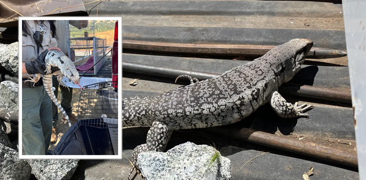 viral, Argentine tegu lizard, California wildlife, invasive species, Santa Clara County