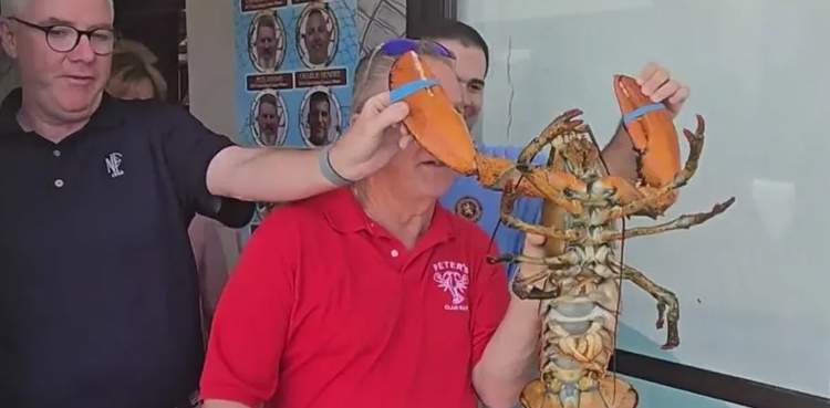 Viral, Lorenzo the lobster, 110-year-old lobster, Peter’s Clam Bar, National Lobster Day, Long Island seafood