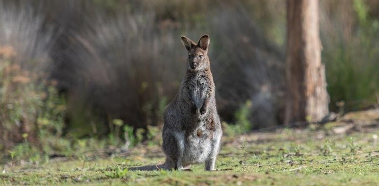Viral, Wallaby escape Oswego, Mac wallaby G&G Animals, Oswego zoo news