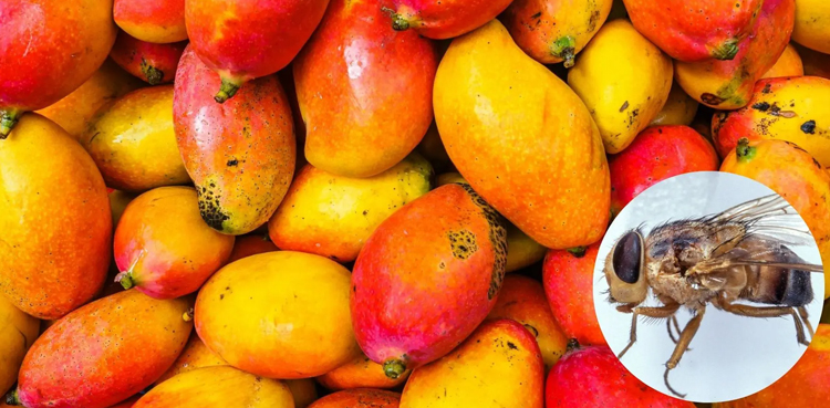 mango fruit fly control, fallen mango disposal, Faisalabad agriculture department, mango export issues