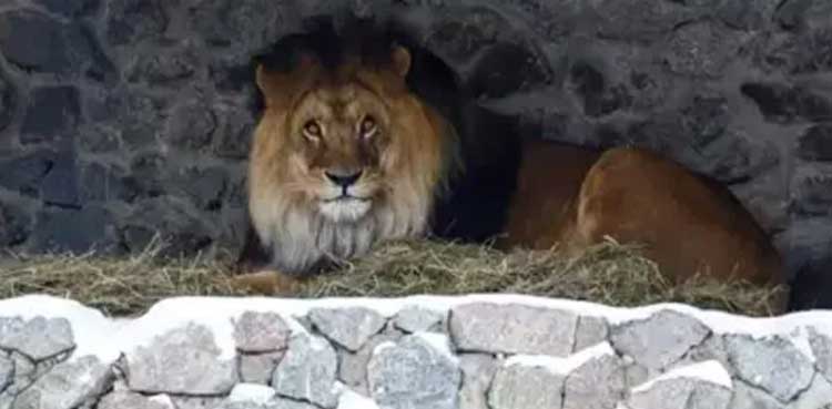 Lahore Lion attack