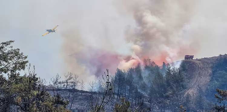 Syria forest fire