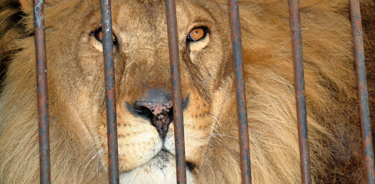 Lion Pakistan, Rawalpindi, seized, vehicle