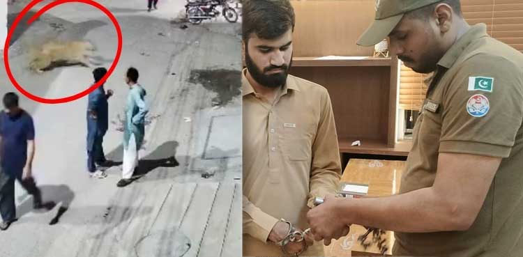 Lahore, lion Owner, attack