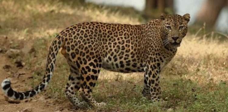 Hyderabad leopard sighting, Golconda leopard news, Ibrahim Bagh wildlife alert, Musi River leopard