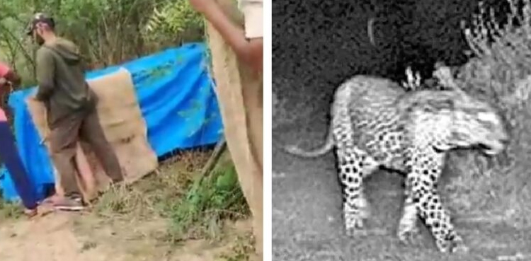 Leopard captured near Hyderabad, Hyderabad leopard, Nehru Zoological Park