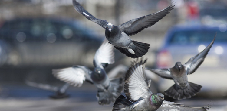 Lahore pigeon abuse, animal brutality, pigeon torture Pakistan, pigeon throwing videos