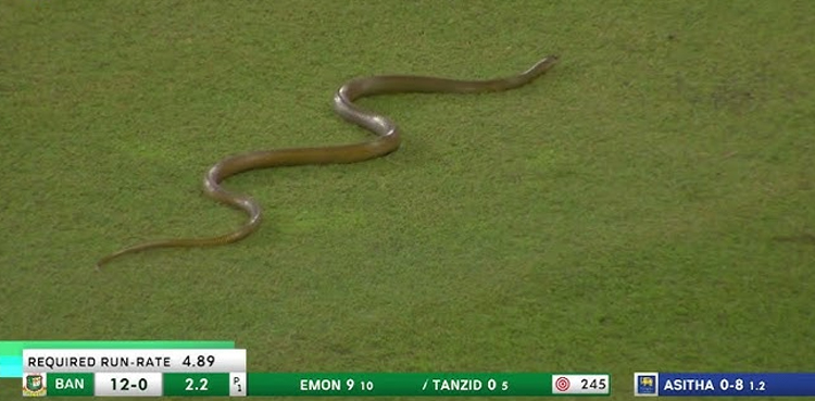 Viral video, Snake invades ground, Sri Lanka Vs Bangladesh,