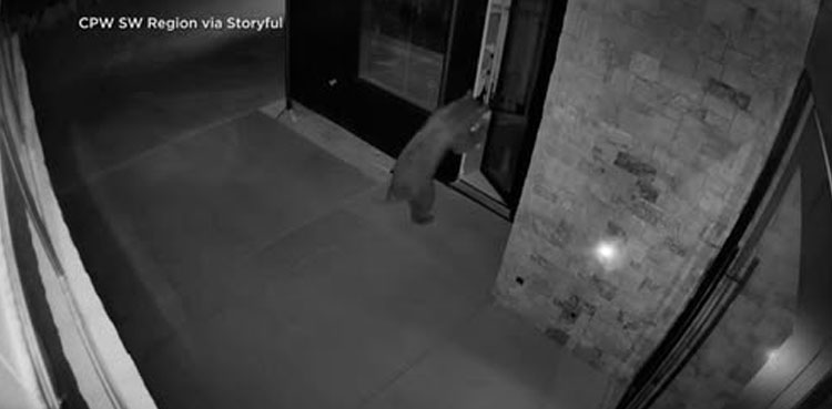 Bear,-viral-video,-door-open