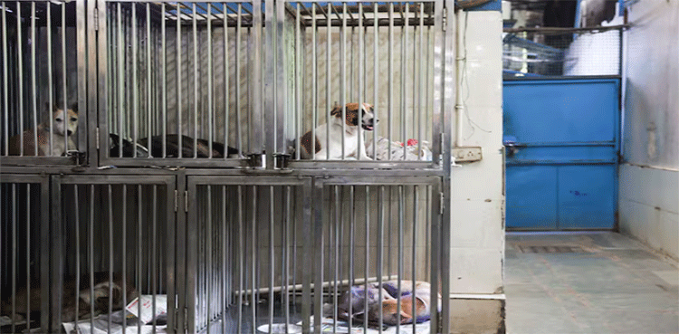 India’s top court revises stray dog policy after public outcry