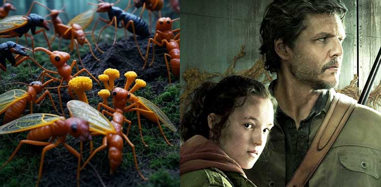 Zombie Fungi: Cordyceps and Ophiocordyceps Made Popular by ‘The Last of Us’