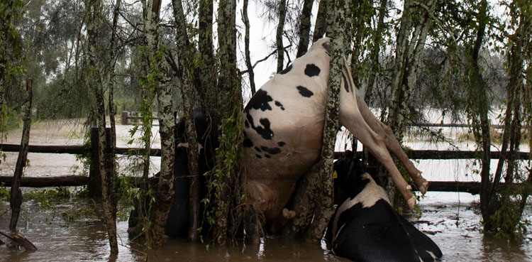 Khyber Pakhtunkhwa floods cause huge livestock loss
