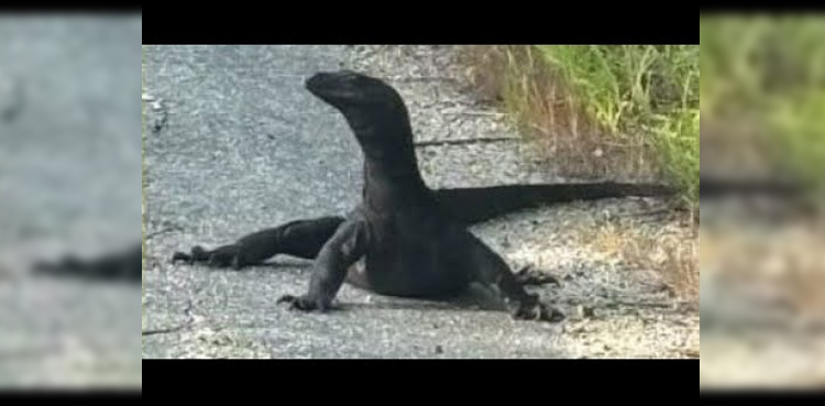 viral, reptile on the loose, escaped monitor lizard, Goose lizard Massachusetts, illegal exotic pet