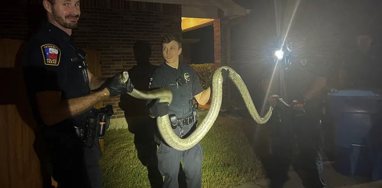 Snake detained at Austin car wash, released back in forest