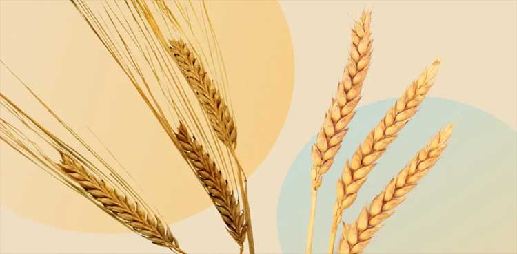 PM launches new wheat policy to raise farmer income, safeguard food supply Shehbaz Sharif, National Wheat Policy 2025-26