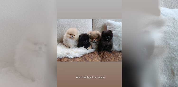 Pomerians, Kim Kardashian, Christmas, 