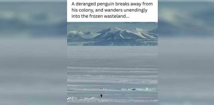Wandering Penguin, Meme, 2026 meme, 