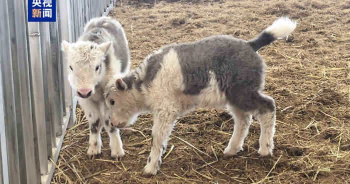 China successfully clones 10 yaks in major livestock breeding breakthrough