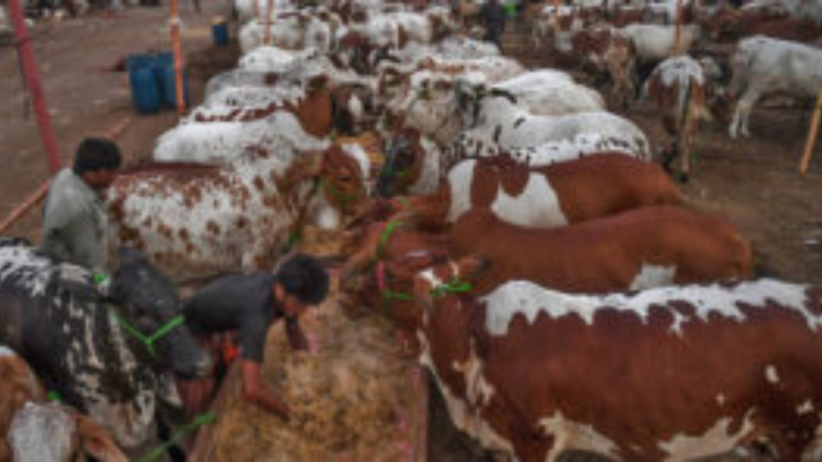Free Livestock Scheme: How to get free cattle, Here are details